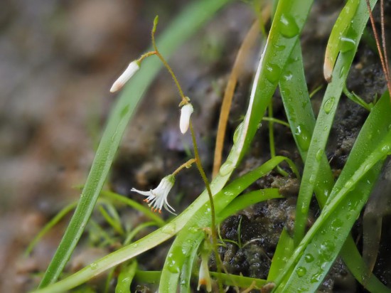 圖為廣西肺筋草。(廣西壯族自治區中醫藥研究院供圖)