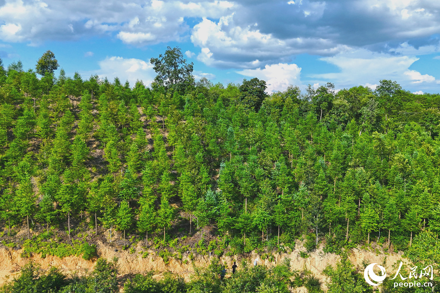 “一林三吃”的經營模式豐富了林下經濟的多樣性。人民網 李昌乾攝