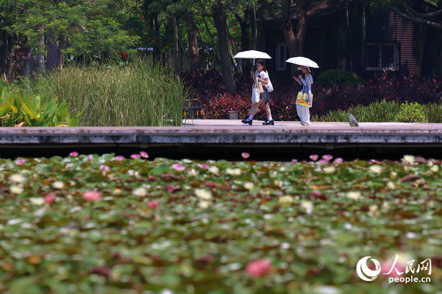 市民游客漫步于蓮池廊道。人民網記者 陳博攝