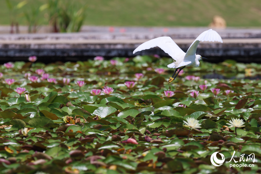 彩蓮滿塘鷺鳥飛。人民網記者 陳博攝