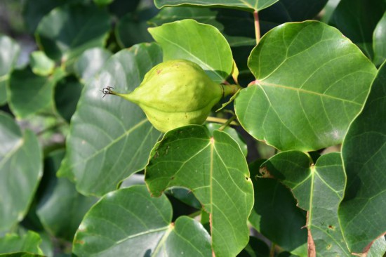 圖為石山油桐。(廣西壯族自治區中醫藥研究院供圖)
