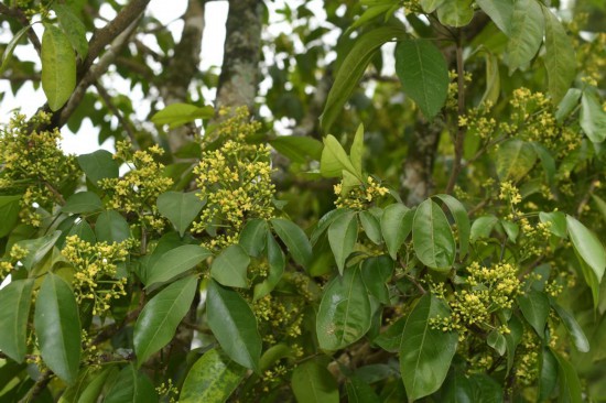 圖為廣西割舌樹。(廣西壯族自治區中醫藥研究院供圖)