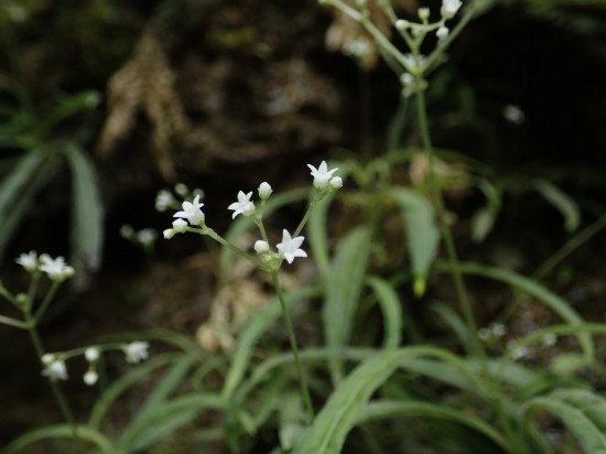 圖為線葉度量草。(廣西壯族自治區中醫藥研究院供圖)