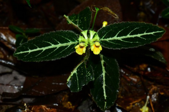 圖為美脈假糙蘇。(廣西壯族自治區中醫藥研究院供圖)