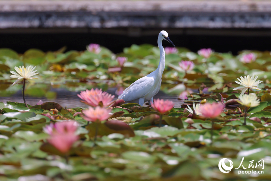 白鷺在睡蓮盛開的池塘中流連。人民網記者 陳博攝