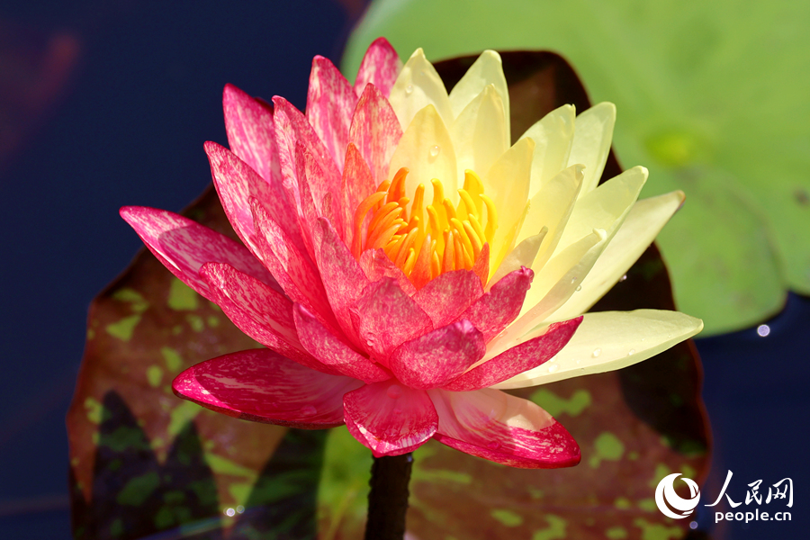 廈門海灣公園中，雙色睡蓮嬌艷欲滴。人民網記者 陳博攝