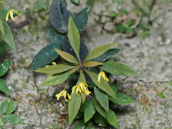圖為洞生香草。(廣西壯族自治區中醫藥研究院供圖)
