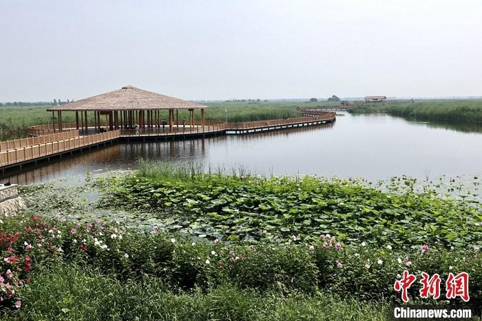 從完成頂層設(shè)計到如火如荼大規(guī)模建設(shè)，六年來，雄安新區(qū)如春天的竹子一般拔節(jié)生長，這座承載千年大計的“未來之城”已雄姿初顯。從“一張白紙”開始著墨，如今的雄安新區(qū)已是濃墨重彩的“山水畫”。<a target='_blank' href='/'>中新社</a>記者近日走訪了雄安新區(qū)多地，從“藍(lán)綠金”三色感受這座“未來之城”的巨大變化。圖為7月20日，河北白洋淀上荷花滿淀、蘆花搖曳。 <a target='_blank' href='/'>中新社</a>記者 易海菲 攝