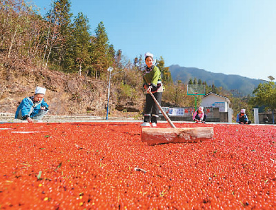 貴州省黔東南苗族侗族自治州榕江縣依托豐富的森林資源，大力發展林下草珊瑚中藥材種植等林下經濟，實現農民增收、林業增效。圖為榕江縣興華水族鄉星月村草珊瑚種植基地內，村民在采收、晾曬草珊瑚果。 周光勝攝（人民視覺）